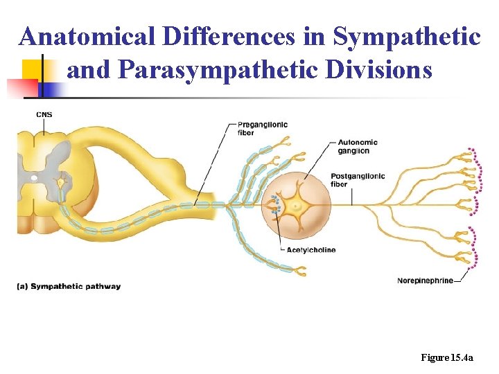 Anatomical Differences in Sympathetic and Parasympathetic Divisions Figure 15. 4 a 