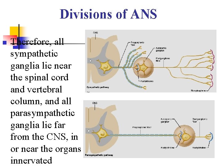 Divisions of ANS n Therefore, all sympathetic ganglia lie near the spinal cord and