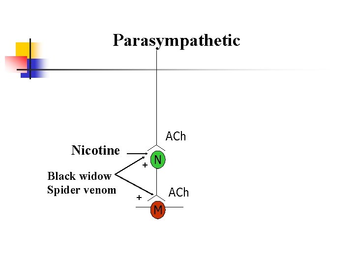 Parasympathetic ACh Nicotine Black widow Spider venom + N ACh + M 