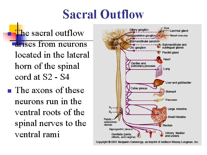 Sacral Outflow n n The sacral outflow arises from neurons located in the lateral