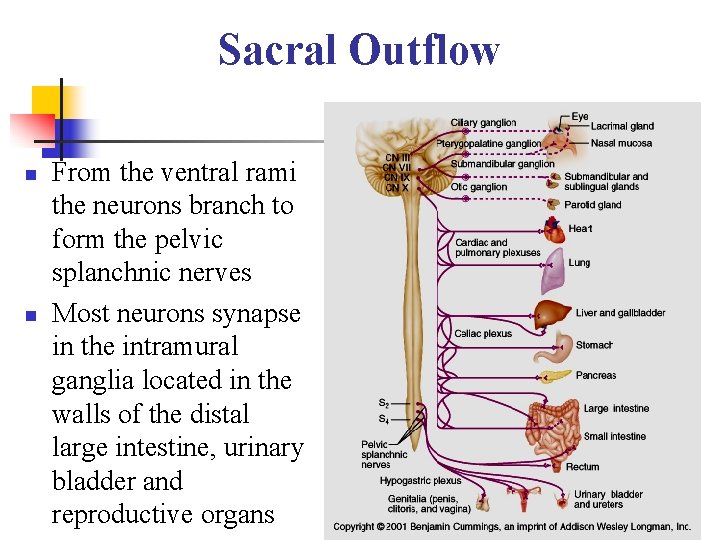Sacral Outflow n n From the ventral rami the neurons branch to form the