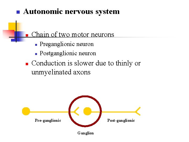 n Autonomic nervous system n Chain of two motor neurons n n n Preganglionic