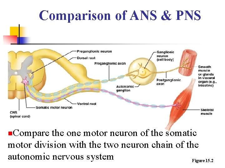 Comparison of ANS & PNS n. Compare the one motor neuron of the somatic