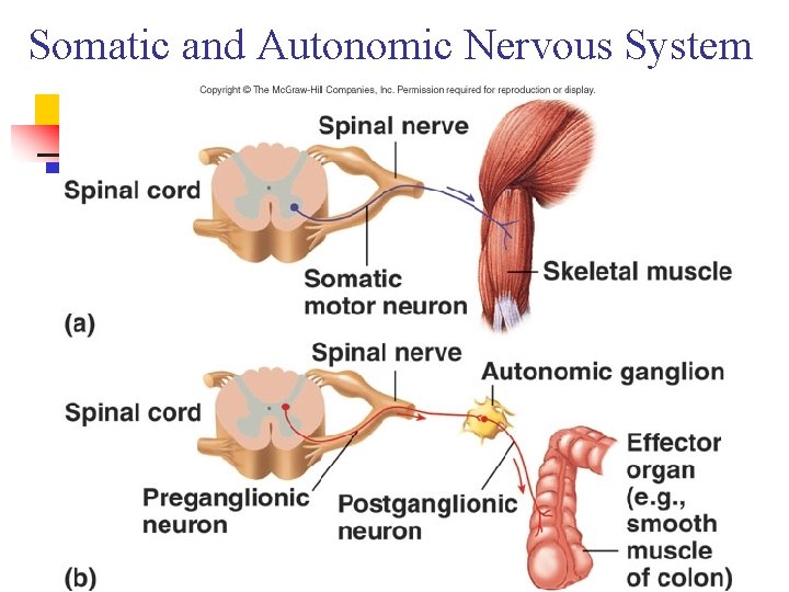 Somatic and Autonomic Nervous System 