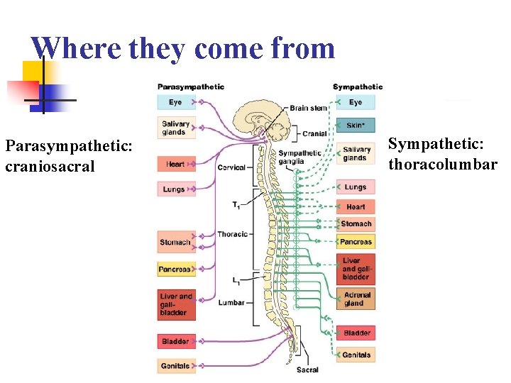 Where they come from Parasympathetic: craniosacral Sympathetic: thoracolumbar 