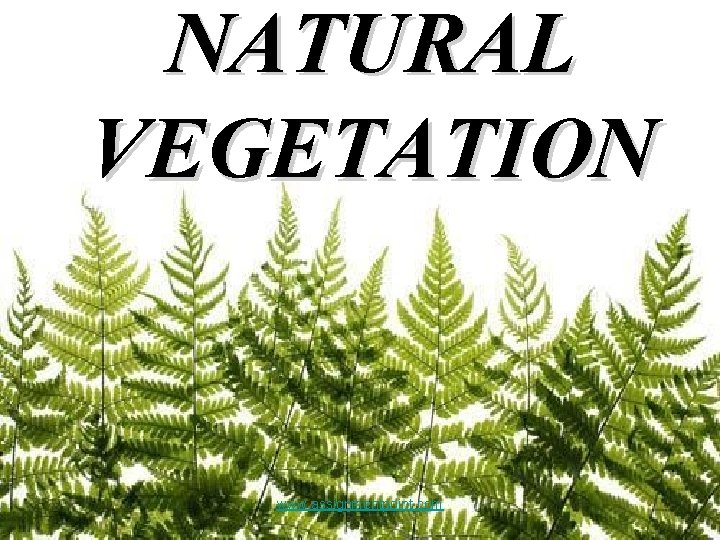 NATURAL VEGETATION www. assignmentpoint. com 