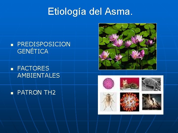 Etiología del Asma. n n n PREDISPOSICION GENÉTICA FACTORES AMBIENTALES PATRON TH 2 