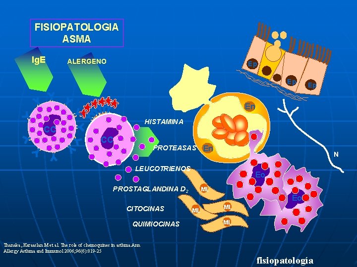 FISIOPATOLOGIA ASMA Ig. E ALERGENO Ep Ep Ep En HISTAMINA CC CC PROTEASAS En