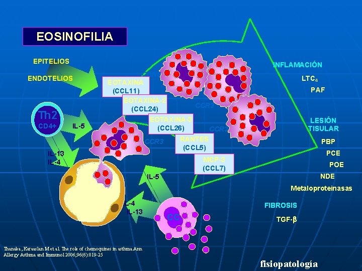 EOSINOFILIA EPITELIOS INFLAMACIÓN ENDOTELIOS Th 2 CD 4+ CCR 3 EOTAXINA (CCL 11) EOTAXINA-2