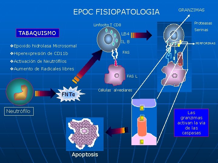 EPOC FISIOPATOLOGIA Proteasas Linfocito T CD 8 TABAQUISMO LB 4 IL 8 v. Epoxido
