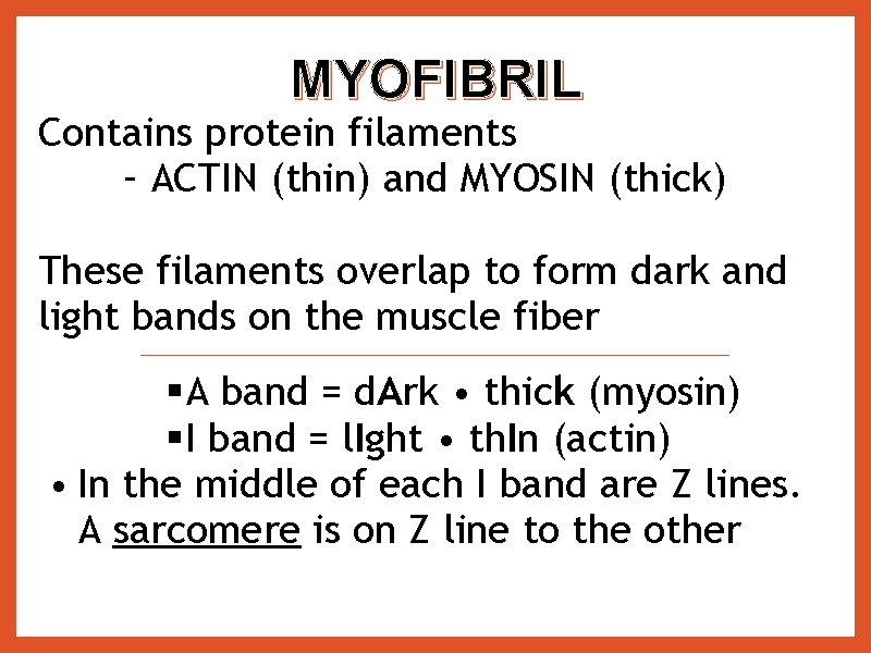 MYOFIBRIL Contains protein filaments – ACTIN (thin) and MYOSIN (thick) These filaments overlap to