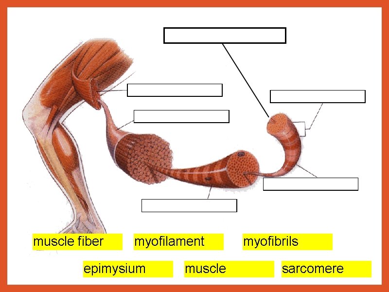 muscle fiber myofilament epimysium muscle myofibrils sarcomere 