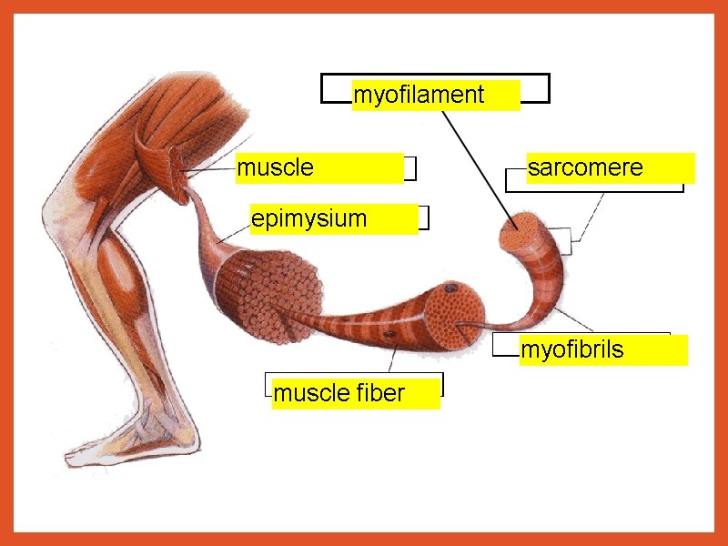 myofilament muscle sarcomere epimysium myofibrils muscle fiber 