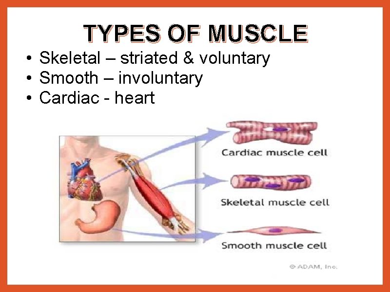 TYPES OF MUSCLE • Skeletal – striated & voluntary • Smooth – involuntary •