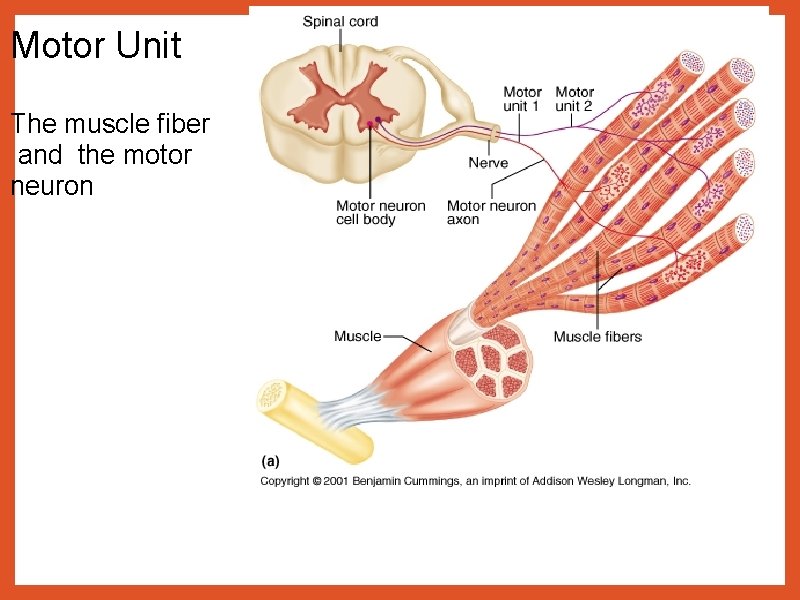 Motor Unit The muscle fiber and the motor neuron 