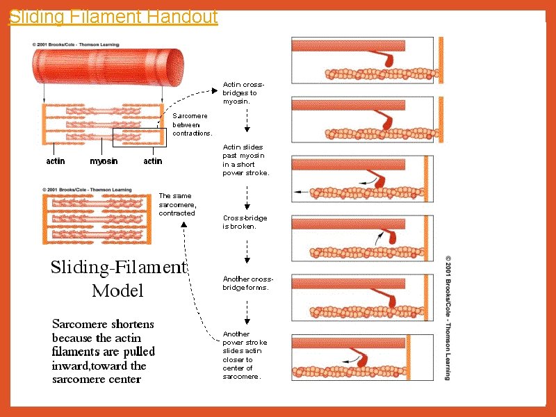 Sliding Filament Handout 