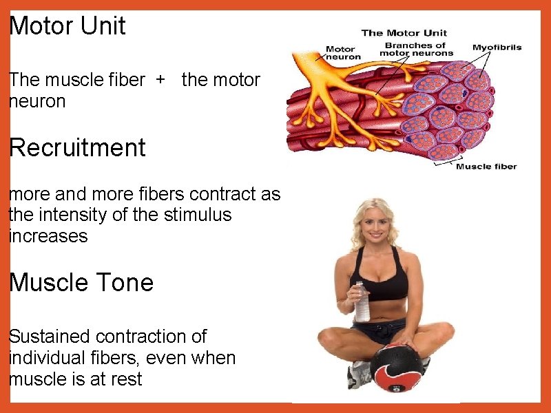Motor Unit The muscle fiber + the motor neuron Recruitment more and more fibers