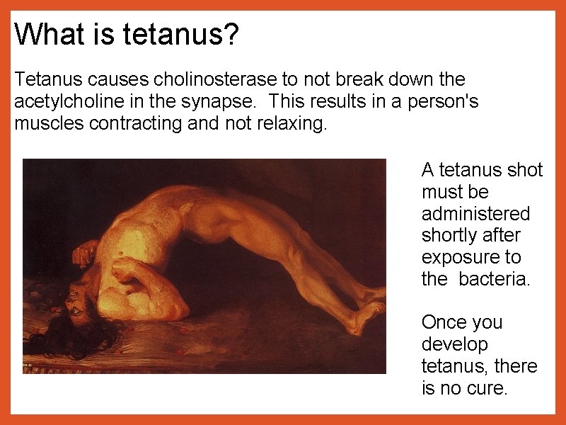 What is tetanus? Tetanus causes cholinosterase to not break down the acetylcholine in the