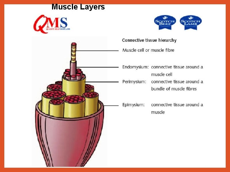 Muscle Layers 