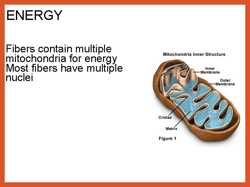 ENERGY Fibers contain multiple mitochondria for energy Most fibers have multiple nuclei 