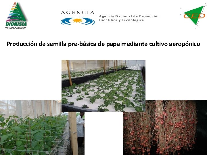 Producción de semilla pre-básica de papa mediante cultivo aeropónico 