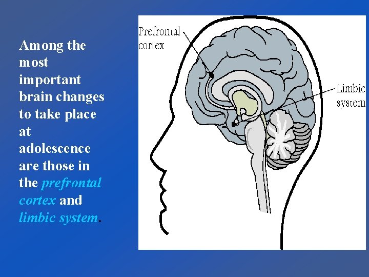 Among the most important brain changes to take place at adolescence are those in