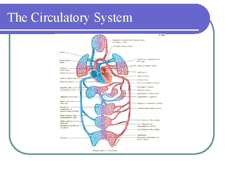 The Circulatory System 