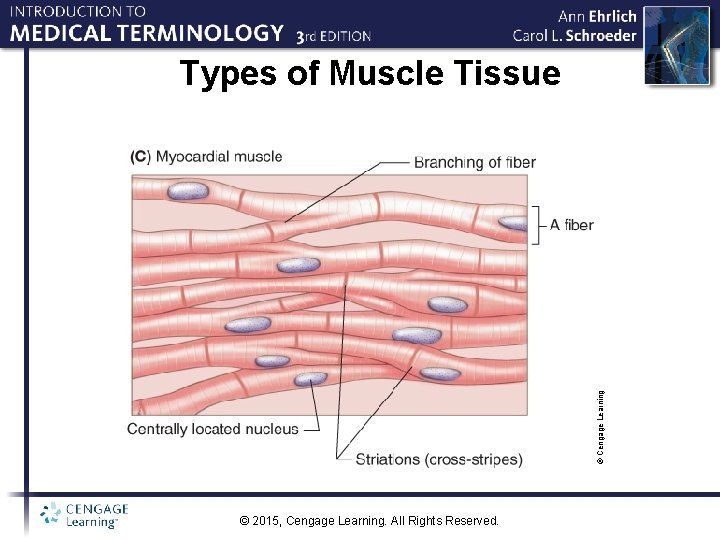 © Cengage Learning Types of Muscle Tissue © 2015, Cengage Learning. All Rights Reserved.