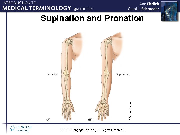 © Cengage Learning Supination and Pronation © 2015, Cengage Learning. All Rights Reserved. 