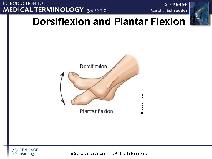 © Cengage Learning Dorsiflexion and Plantar Flexion © 2015, Cengage Learning. All Rights Reserved.