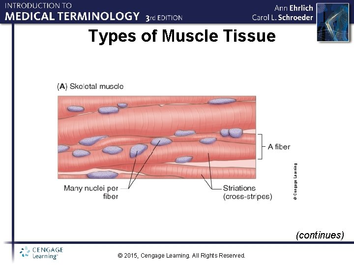 © Cengage Learning Types of Muscle Tissue (continues) © 2015, Cengage Learning. All Rights