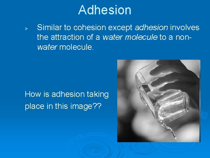 Adhesion Ø Similar to cohesion except adhesion involves the attraction of a water molecule