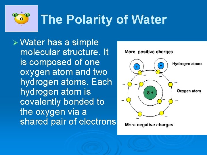 The Polarity of Water Ø Water has a simple molecular structure. It is composed
