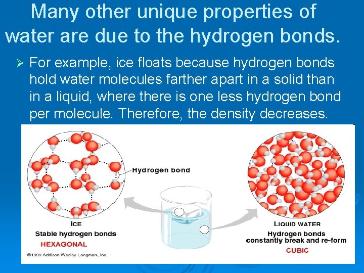 Many other unique properties of water are due to the hydrogen bonds. Ø For