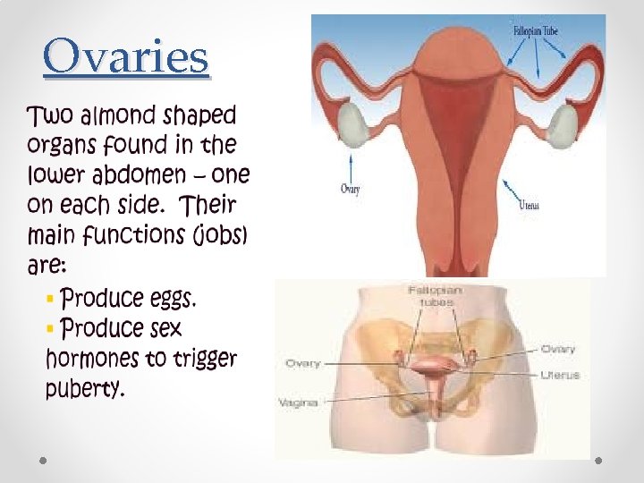 Ovaries Ovaries