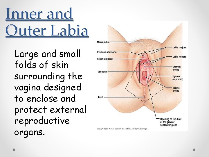 Inner and Outer Labia Large and small folds of skin surrounding the vagina designed