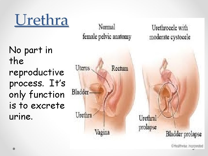 Urethra No part in the reproductive process. It’s only function is to excrete urine. Urethra No part in the reproductive process. It’s only function is to excrete urine.
