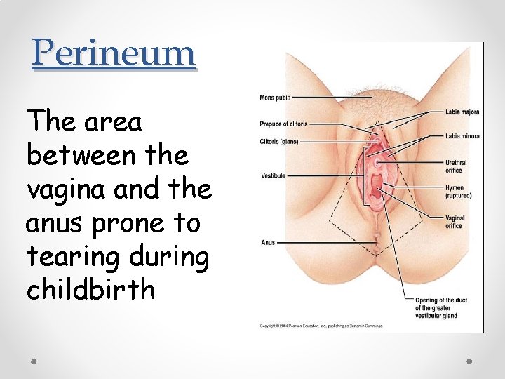 Perineum The area between the vagina and the anus prone to tearing during childbirth