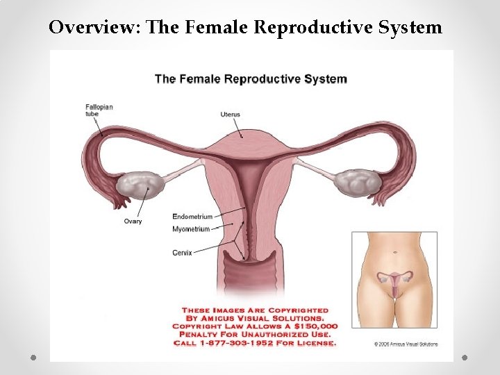 Overview: The Female Reproductive System 