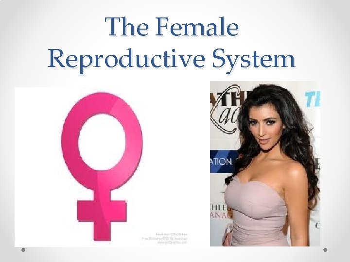 The Female Reproductive System 