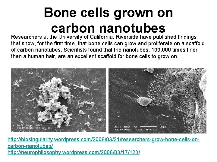 Bone cells grown on carbon nanotubes Researchers at the University of California, Riverside have