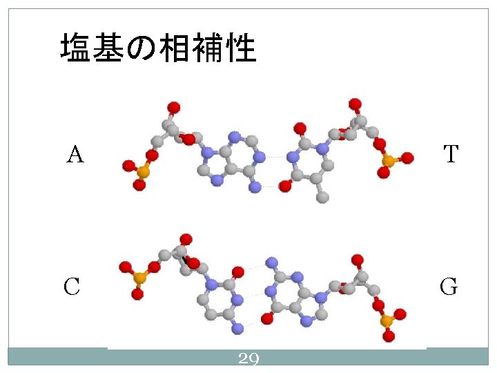 dna 31 dna t t phe 2 c