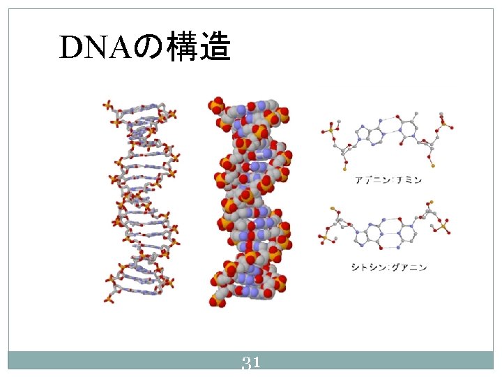 dna 31 dna t t phe 2 c