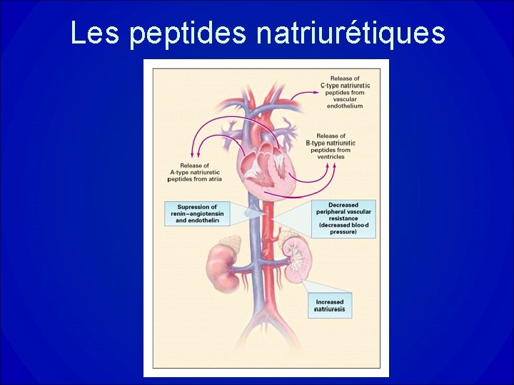 Les peptides natriurétiques 