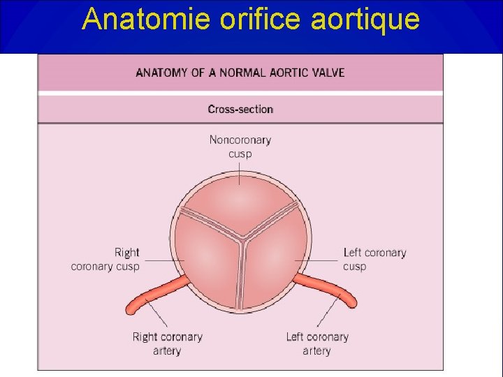 Anatomie orifice aortique 