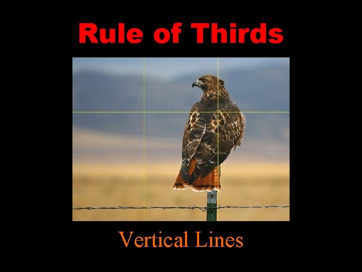 Rule of Thirds Vertical Lines 