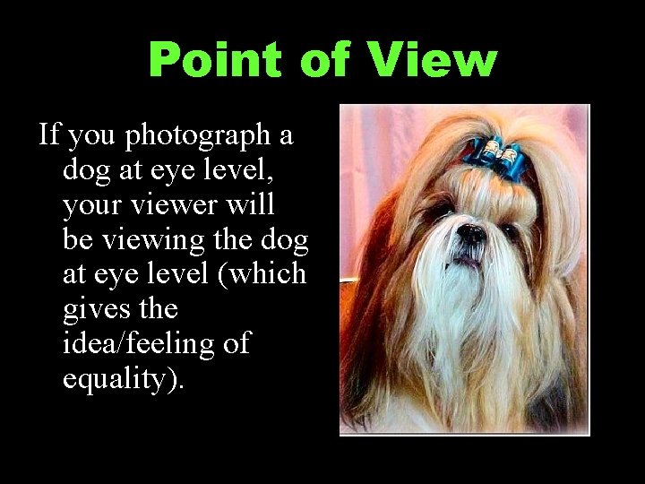 Point of View If you photograph a dog at eye level, your viewer will