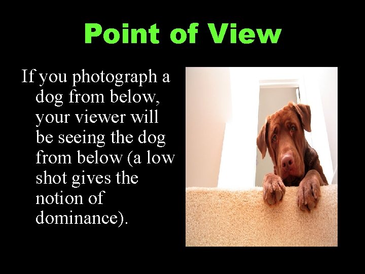 Point of View If you photograph a dog from below, your viewer will be