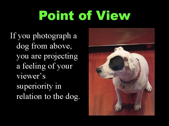 Point of View If you photograph a dog from above, you are projecting a