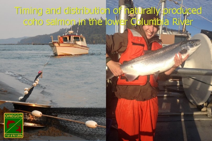 Timing and distribution of naturally produced coho salmon in the lower Columbia River 